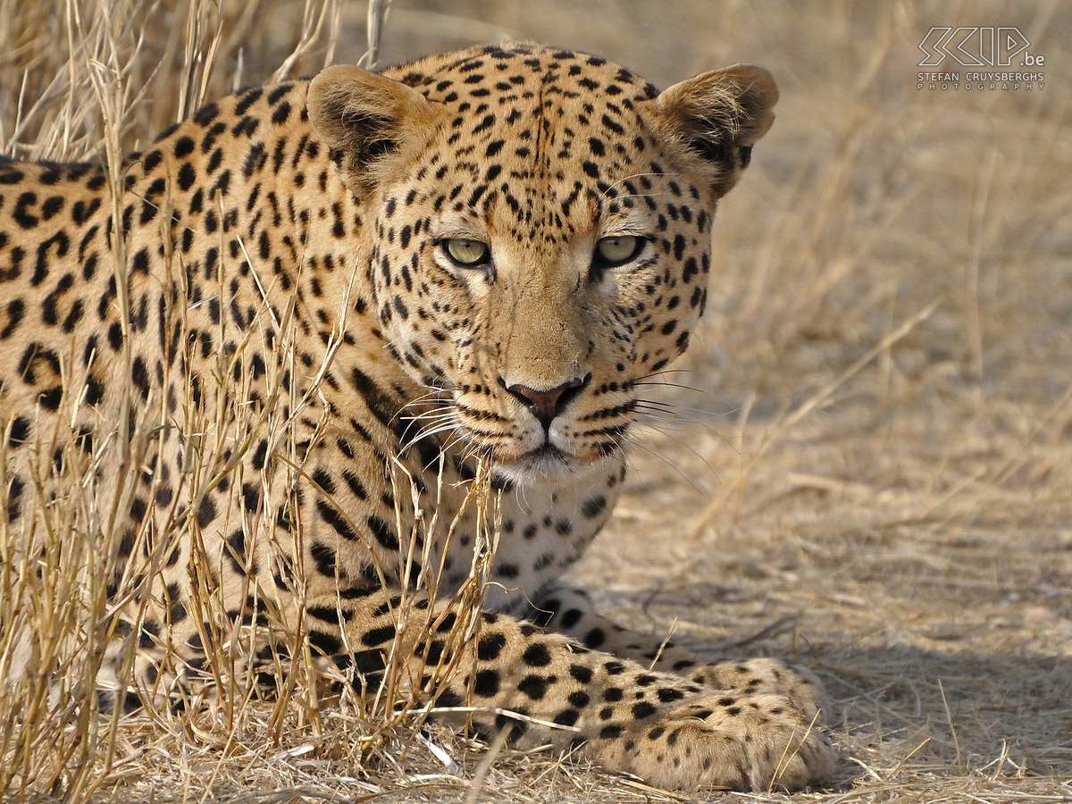 Dusternbrook - Leopard Leopard in captivity Stefan Cruysberghs